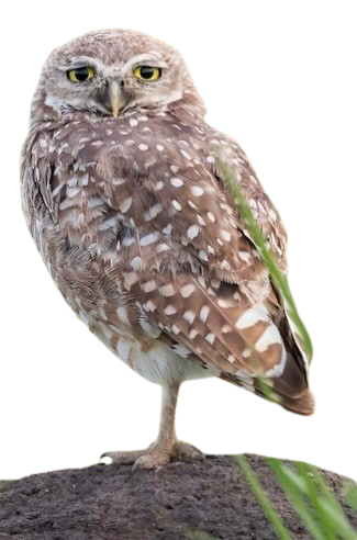 My Neocities Image
