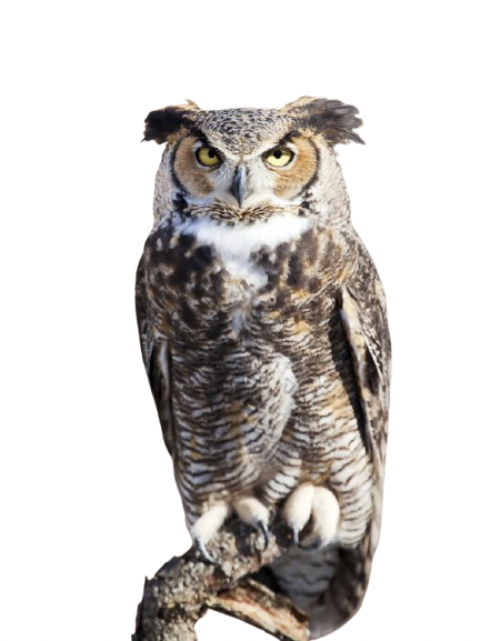 My Neocities Image