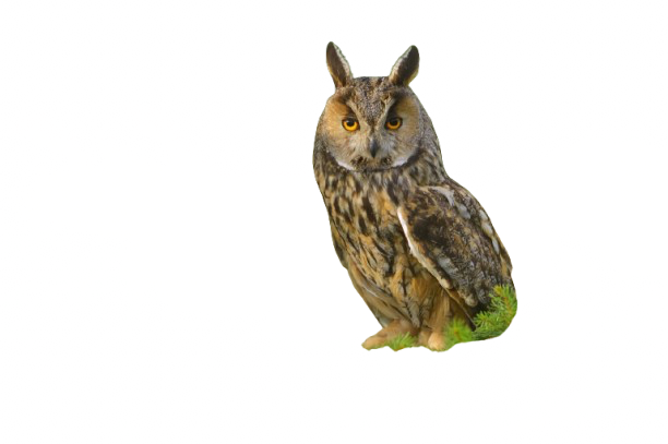 My Neocities Image