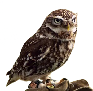 My Neocities Image