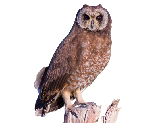 My Neocities Image