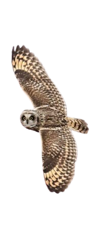 My Neocities Image