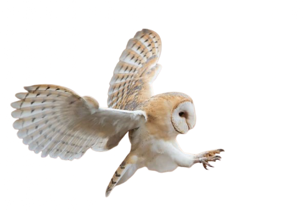 My Neocities Image